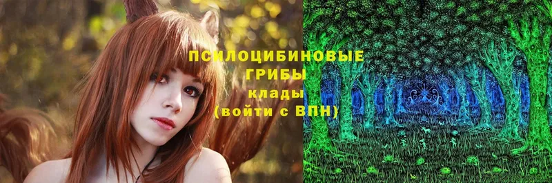 купить  цена  Звенигород  даркнет телеграм  Псилоцибиновые грибы Cubensis 